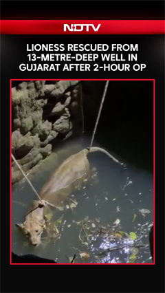 Lioness Rescued From 13-Metre-Deep Well In Gujarat After Two-Hour Operation