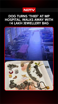 Madhya Pradesh: Dog &ldquo;Steals&rdquo; ₹4 Lakh Jewellery Bag From Hospital, CCTV Helps Police Recover It