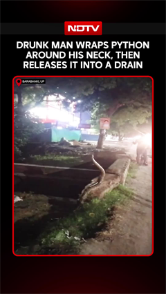 Intoxicated Man Catches 15-Ft Python Bare-Handed, Plays With Snake In UP's Barabanki