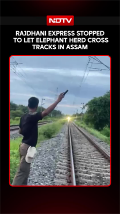 Elephant Herd Crosses Track In Assam, Rajdhani Express Halted