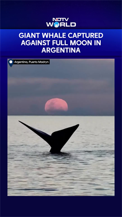 Southern Right Whale Captured Against Full Moon In Argentina Before Partial Eclipse