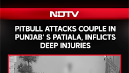 Punjab News | Patiala Pitbull Attack: Couple Mauled While Viewing House, Woman Critical