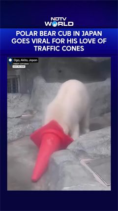 Polar Bear Cub In Japan Goes Viral For Love Of Traffic Cones