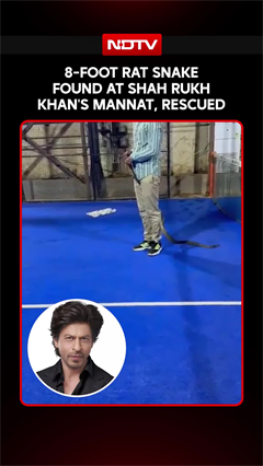 Mumbai News | 8-Foot Rat Snake Rescued From Shah Rukh Khan&rsquo;s Mannat In Mumbai