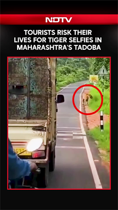 Tourists Risk Their Lives For Tiger Selfies In Maharashtra's Tadoba