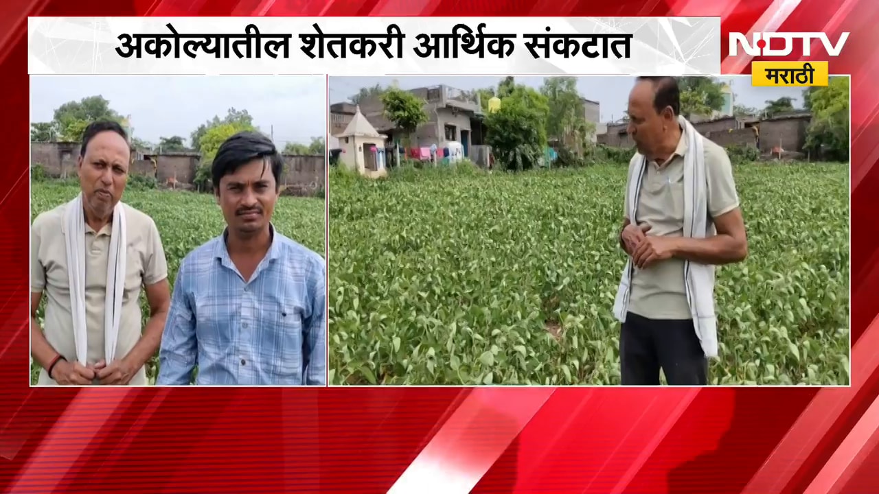 Akola Farming | अकोल्यात पाऊस नसल्याने सोयाबीन पीकं धोक्यात, शेतकरी आर्थिक संकटात | NDTV Marathi
