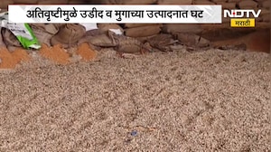 Jalgaon Heavy Rain | जळगाव जिल्ह्यात अतिवृष्टी, उडीद आणि मुगाच्या उत्पादनात घट होणार | NDTV