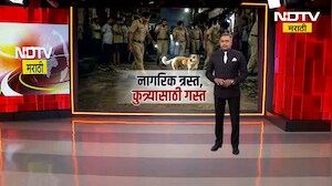 पिंपरीत सात आठ कुत्र्यांचा चिमुरडीवर जीवघेणा हल्ला, KDMC मध्ये भटक्या कुत्र्यांची दहशत