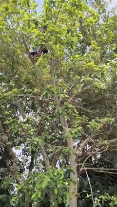 नाबालिग 30 मिनट तक चढ़ी रही पेड़ पर
