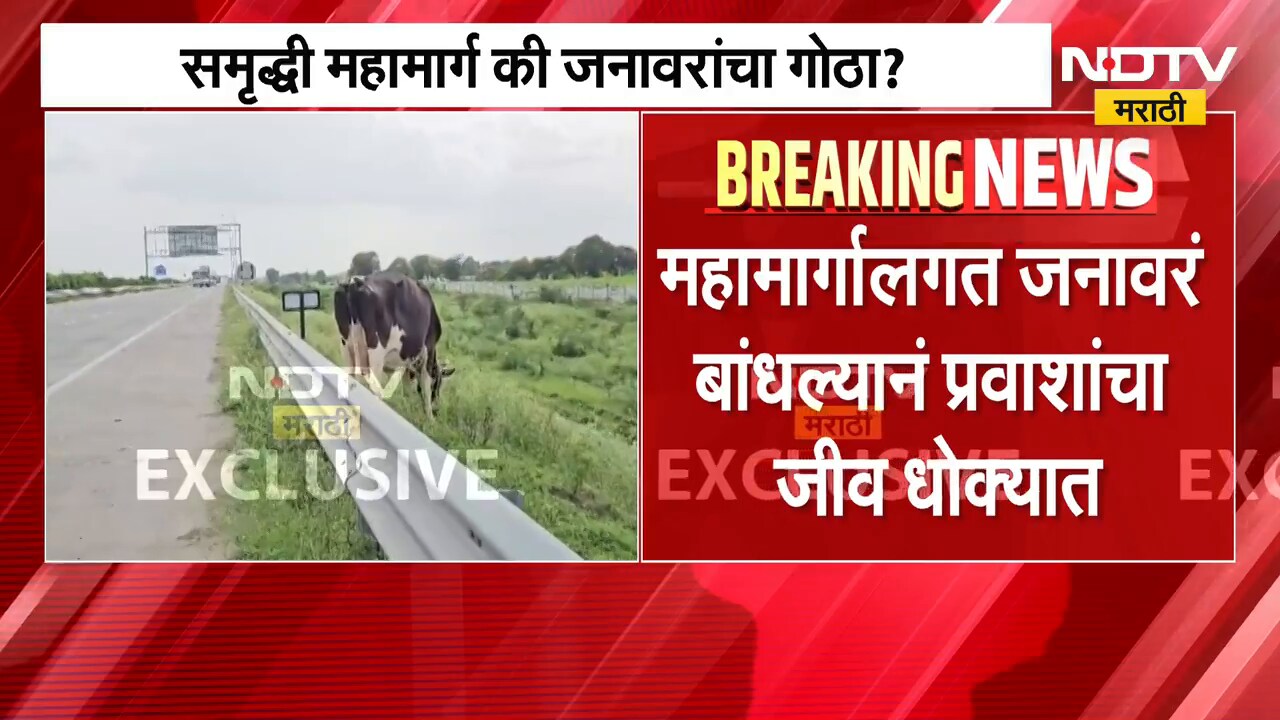Samruddhi Mahamarg Security | महामार्ग की जनावरांचा गोठा? समृद्धी महामार्गाच्या सुरक्षेचा बोजवारा