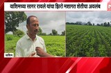 No-till Farming | रासायनिक खतांचा वापर टाळत झिरो मशागत शेती, वाशिमच्या सागर रावले यांचा प्रयोग