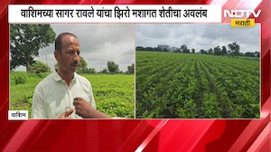 No-till Farming | रासायनिक खतांचा वापर टाळत झिरो मशागत शेती, वाशिमच्या सागर रावले यांचा प्रयोग