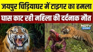 Jaipur Tiger Attack: चिड़ियाघर में टाइगर का हमला, महिला की मौत | Nahargarh Biological Park Tragedy