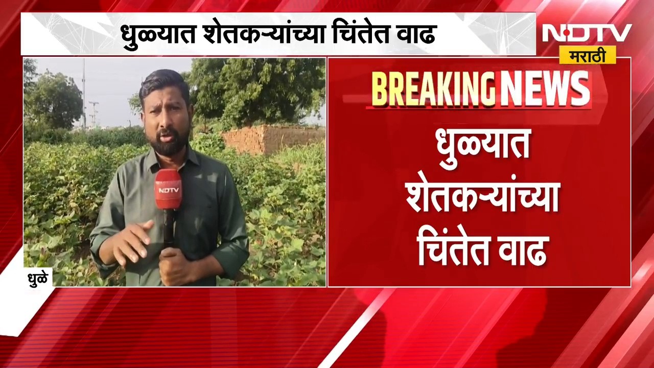 Dhule | Rain Updates | धुळ्यात जुलैनंतर पावसाची दडी; कपाशी, मका, हरभरा संकटात