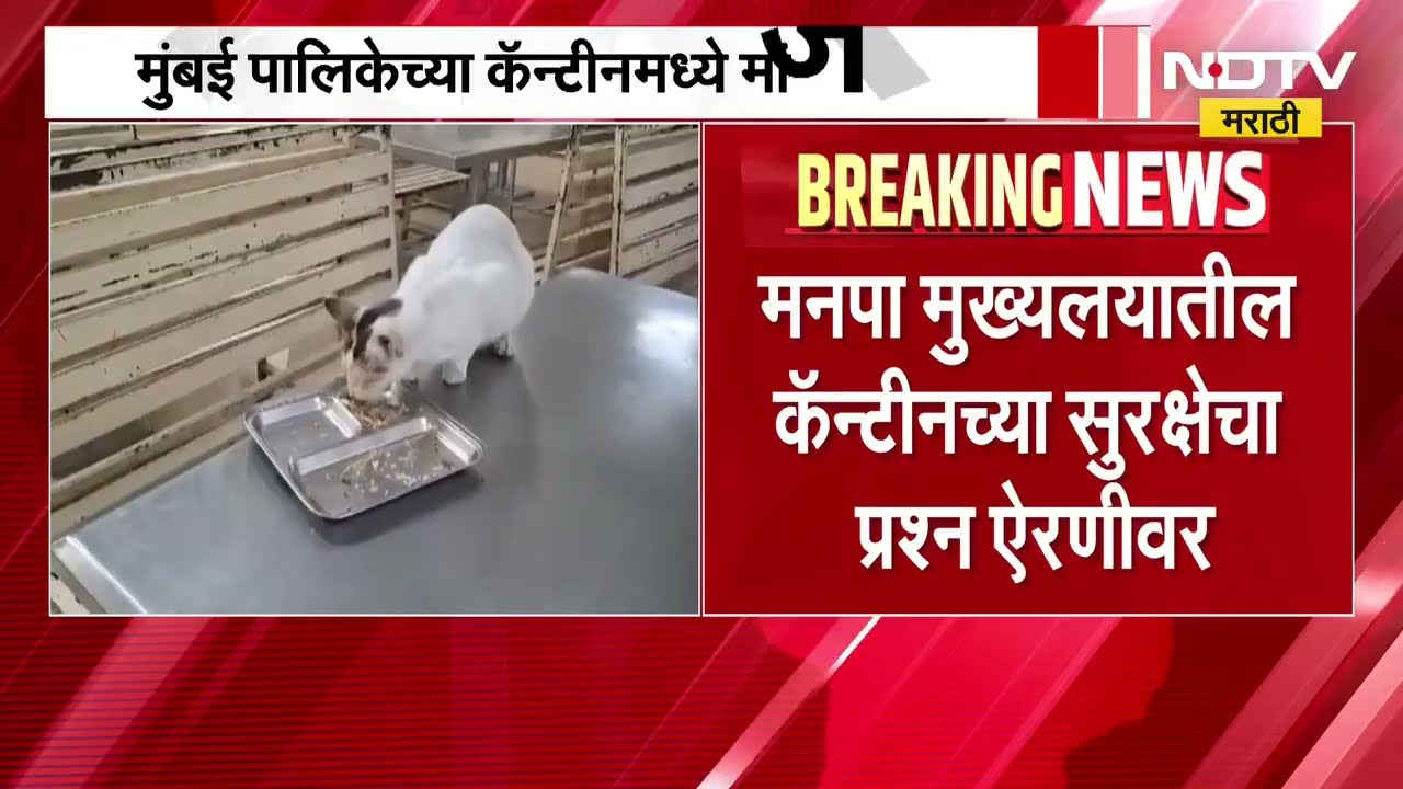 Mumbai महानगरपालिका कँटीनमध्ये आता मांजरांचा वावर, अन्न सुरक्षेचा प्रश्न ऐरणीवर