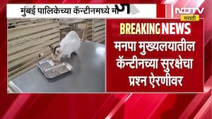 Mumbai महानगरपालिका कँटीनमध्ये आता मांजरांचा वावर, अन्न सुरक्षेचा प्रश्न ऐरणीवर