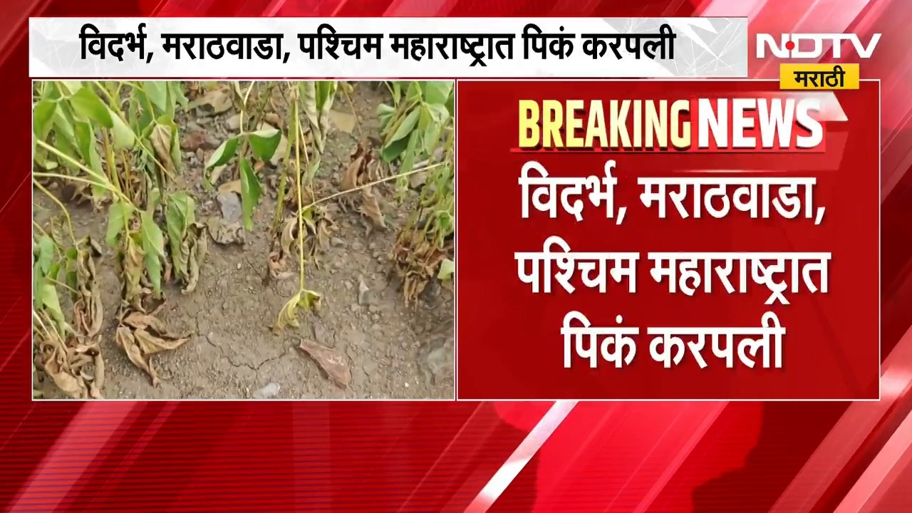 चिंता वाढवणारी बातमी: येत्या काळात अल निनोचा प्रभाव वाढण्याची शक्यता ।  NDTV मराठी