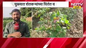 Dhule| 31 जुलैनंतर पावसाची दडी, धुळ्यात शेतकऱ्यांच्या चिंतेत वाढ; कपाशी, मका, हरभरा संकटात