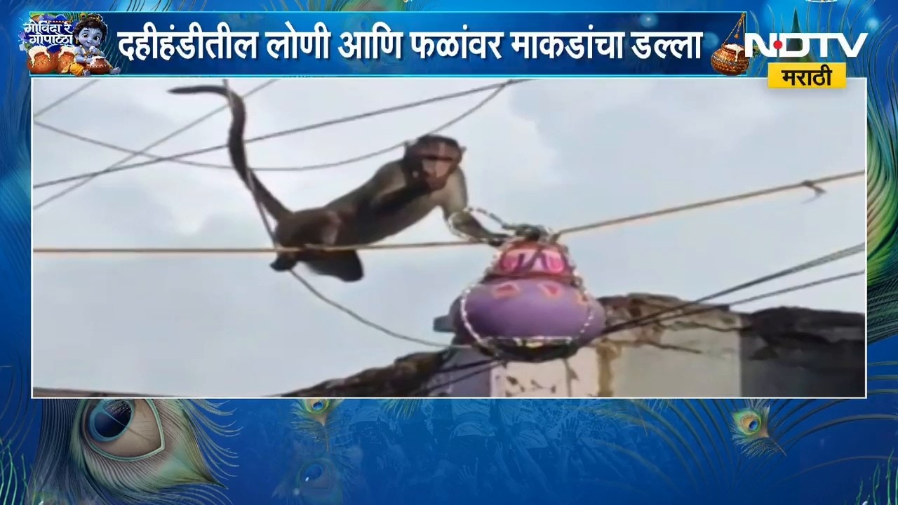 Raigad | Dahi Handi | रायगडच्या मुरूडमध्ये गोपाळकाल्यात ‘मर्कटलीला’ | NDTV Marathi
