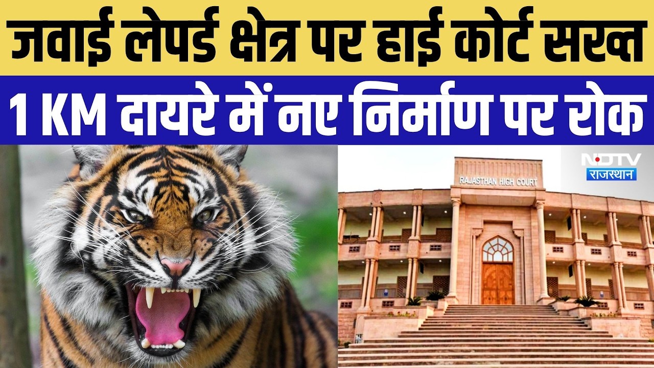 Rajasthan High Court: जवाई में लेपर्ड संरक्षण को लेकर आदेश, नाइट सफारी और ड्रोन गतिविधियों पर रोक