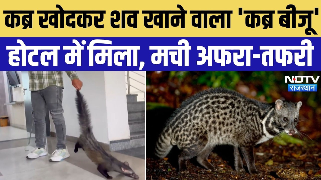 Jaipur Viral Video: कब्र खोदकर शव खाने वाला 'कब्र बीजू' होटल में मिला, मची अफरा-तफरी | Top News