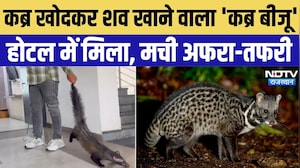 Jaipur Viral Video: कब्र खोदकर शव खाने वाला 'कब्र बीजू' होटल में मिला, मची अफरा-तफरी | Top News