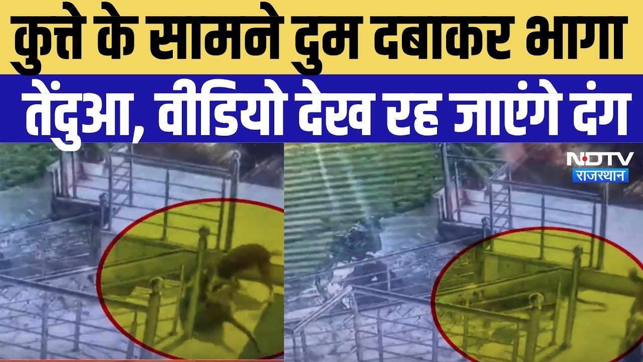 Viral Video: कुत्ते की हिम्मत के आगे तेंदुआ पड़ा फीका, भागने पर हुआ मजबूर | Jaipur | Panther Attack