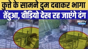 Viral Video: कुत्ते की हिम्मत के आगे तेंदुआ पड़ा फीका, भागने पर हुआ मजबूर | Jaipur | Panther Attack