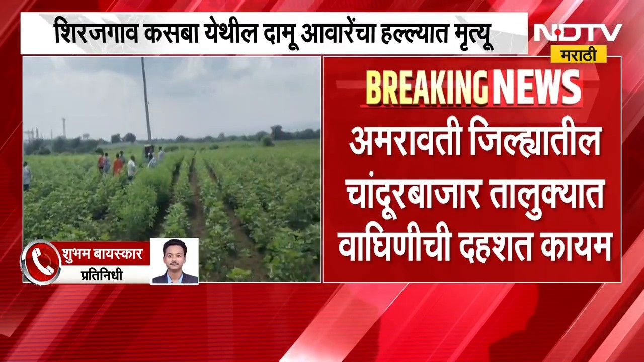 Amravati | अमरावतीच्या चांदूरबाजारमध्ये वाघिणीची दहशत कायम, नवनीत राणा यांची मागणी काय?