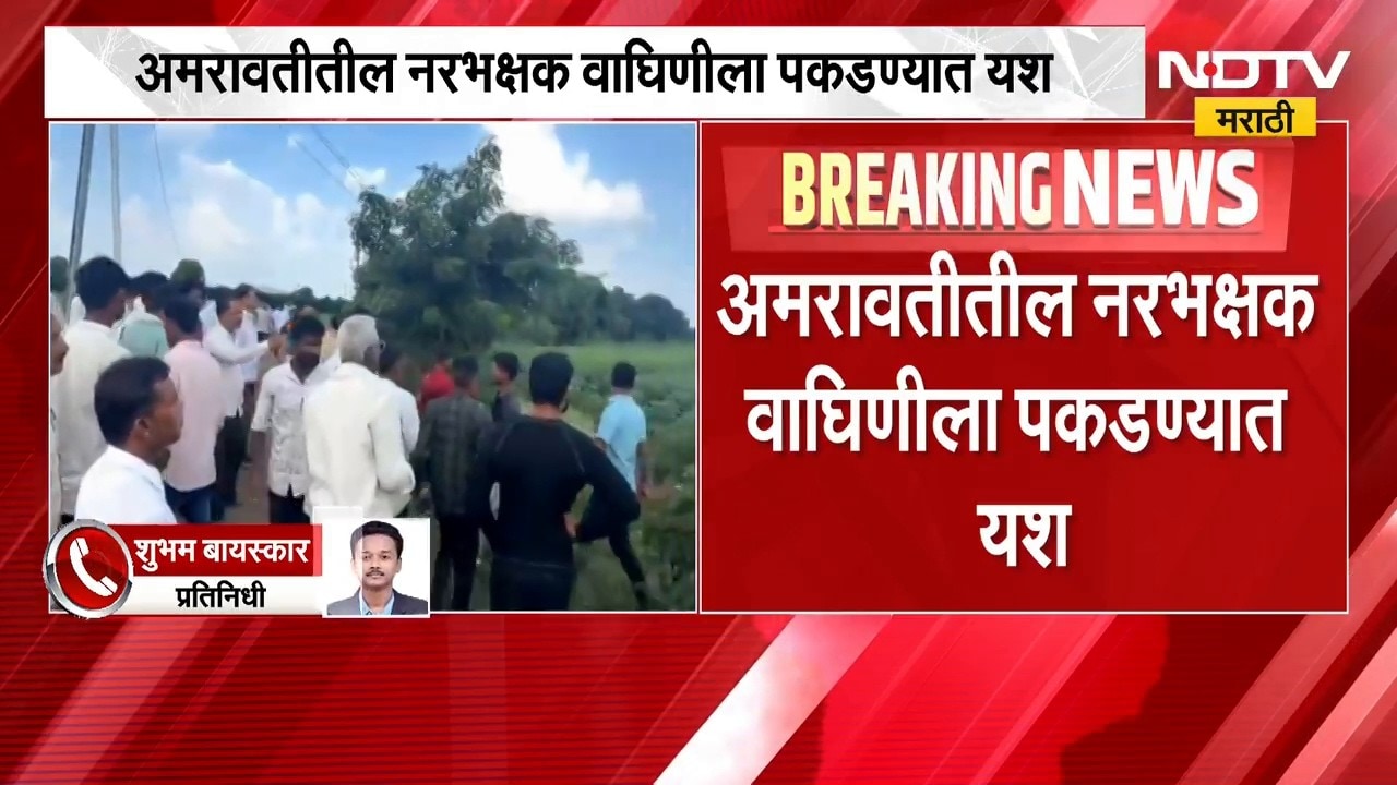 Amravati Tiger | अमरावतीतील नरभक्षक वाघिणीला पकडण्यात यश, शेतकऱ्यांना दिलासा | NDTV Marathi
