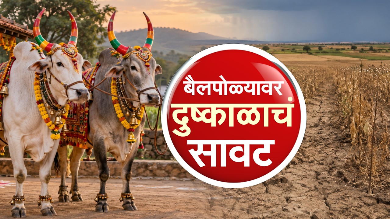 Special Report | बैलपोळ्यावर दुष्काळाचं सावट, बळीराजाच्या सच्चा साथीदाराचं ऋण फेडायचं तरी कसं?