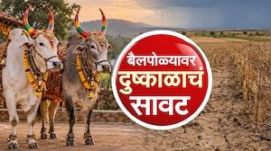 Special Report | बैलपोळ्यावर दुष्काळाचं सावट, बळीराजाच्या सच्चा साथीदाराचं ऋण फेडायचं तरी कसं?