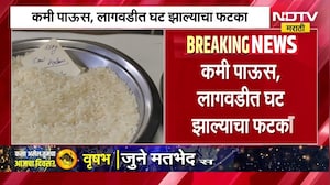 Drop in Rice Production| तांदूळ उत्पादनात 70 लाख टनांची घट?; कमी पाऊस, लागवडीत घट झाल्याचा फटका