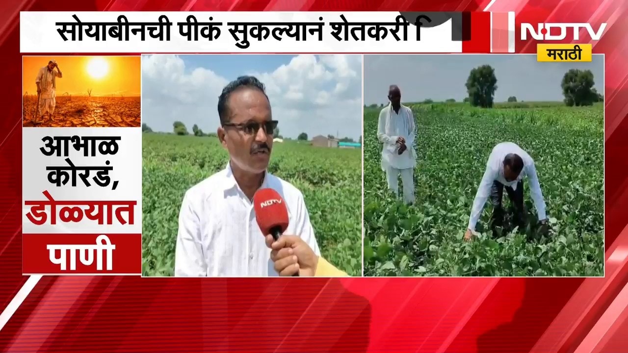 Parbhani No Rain | परभणीत पाऊस नसल्याने पीकं सुकली, शेतकरी चिंतेत | NDTV Marathi