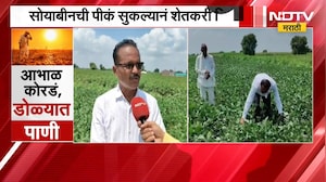 Parbhani No Rain | परभणीत पाऊस नसल्याने पीकं सुकली, शेतकरी चिंतेत | NDTV Marathi