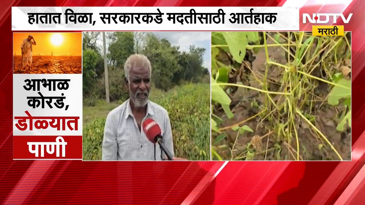 Beed | Rain News | आभाळ कोरडं, सोयाबीन जळून खाक; शेतकऱ्याची सरकारकडे मदतीची आर्तहाक