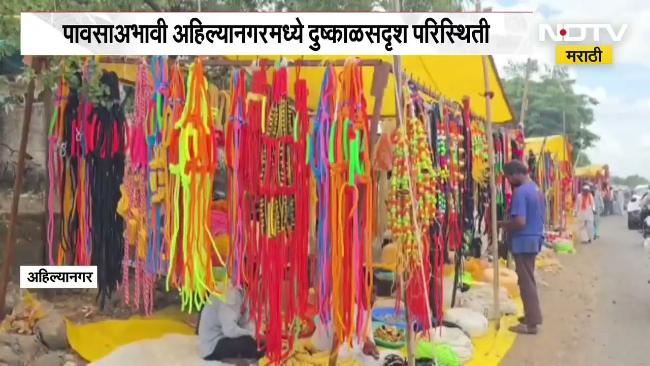 Ahilyanagar | पावसाअभावी अहिल्यानगरमध्ये दुष्काळसदृश्य परिस्थिती, बैलपोळा सणावर परिणाम