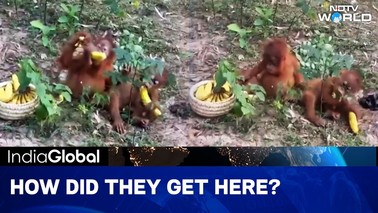 Shocking Moment Forest Guards Discovered Five Baby Orangutans Hidden In An Odisha Jungle