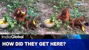 Shocking Moment Forest Guards Discovered Five Baby Orangutans Hidden In An Odisha Jungle