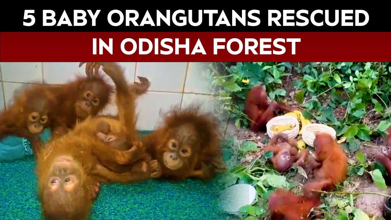 Orangutans News | 5 Baby Orangutans Rescued From Odisha Forest Shifted To Nandankanan Zoo