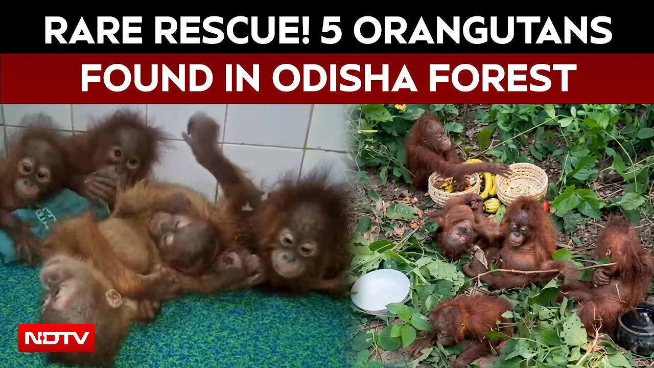 Odisha Orangutan | Rare Rescue In Odisha: 5 Baby Orangutans Found In Forest, Shifted To Zoo