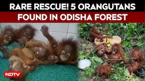 Odisha Orangutan | Rare Rescue In Odisha: 5 Baby Orangutans Found In Forest, Shifted To Zoo