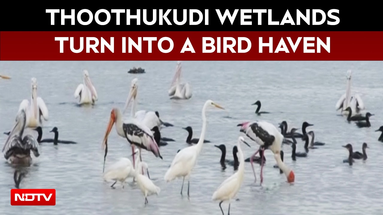 Thoothukudi Wetlands Turn Into Bird Haven As Waterbirds Flock To Tanks
