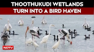 Thoothukudi Wetlands Turn Into Bird Haven As Waterbirds Flock To Tanks