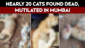Mumbai News | Nearly 20 Cats Found Dead And Mutilated In Mumbai&rsquo;s Chembur, Police Probe