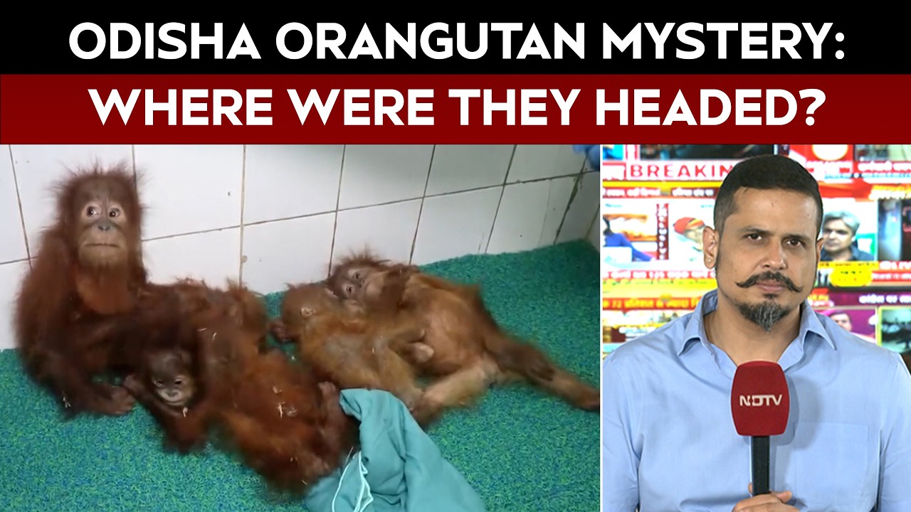 5 Baby Orangutans Rescued In Odisha: Probe Into Their Mysterious Journey