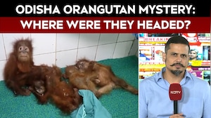 5 Baby Orangutans Rescued In Odisha: Probe Into Their Mysterious Journey