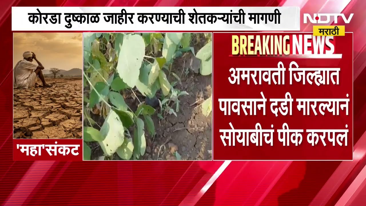Amravati जिल्ह्यात पावसाने दडी मारल्याने सोयाबीनचं पीक करपलं, कोरडा दुष्काळ जाहीर करण्याची मागणी