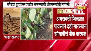 Amravati जिल्ह्यात पावसाने दडी मारल्याने सोयाबीनचं पीक करपलं, कोरडा दुष्काळ जाहीर करण्याची मागणी