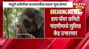 Madhuri हत्तीणीचा घरवापासीचा प्रवास सुरू होणार, Kolhapur कडे रवाना होण्यासाठी कागदोपत्री प्रक्रिया